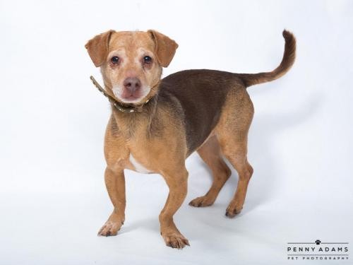 Adopt ERNESTO & SIERRA a Beagle / Mixed dog in Franklin, TN (20715750)