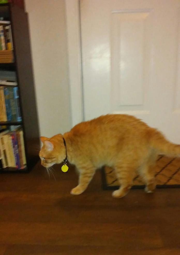Adopt Kirby a Orange or Red Tabby American Shorthair / Mixed cat in Fort Worth