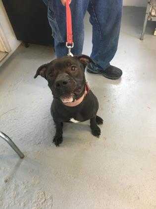 Adopt Dalton a Black American Pit Bull Terrier / Mixed dog in Cooperstown