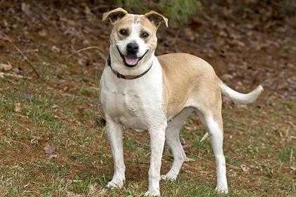 Adopt Noel a Tan/Yellow/Fawn American Pit Bull Terrier / Mixed dog in Cashiers