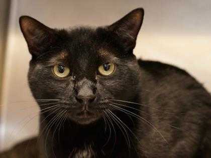 Adopt Wayne a All Black Domestic Shorthair / Domestic Shorthair / Mixed cat in