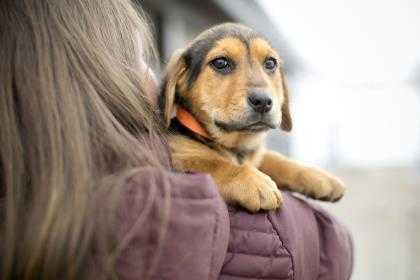 Adopt Maple a Black German Shepherd Dog / Basset Hound / Mixed dog in Steamboat