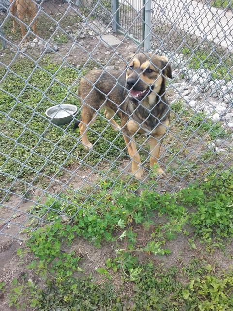 Adopt Shelby a German Shepherd Dog, Black Mouth Cur