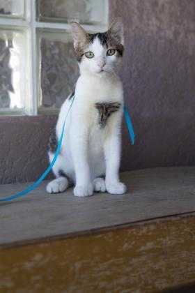 Adopt Pebbles a White Domestic Shorthair / Domestic Shorthair / Mixed cat in