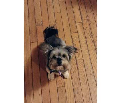 Yorkie Terrier needs a home - Chewy