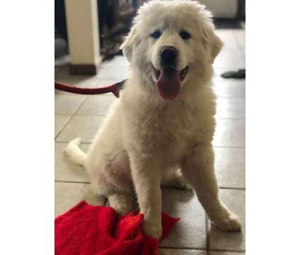Purebred Great Pyrenees Female