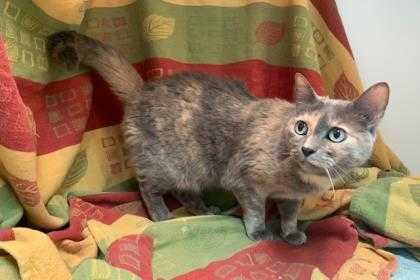 Adopt Sylvia a Gray or Blue Domestic Shorthair / Domestic Shorthair / Mixed cat
