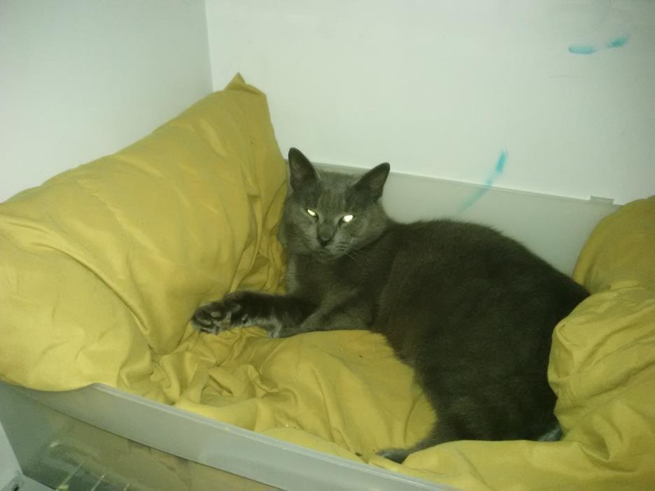 Adopt Dorian a Gray or Blue American Shorthair / Mixed cat in Jacksonville