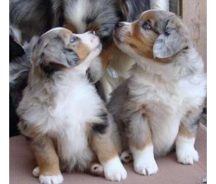 AZXS74 Australian Shepherd Pups For Sale
