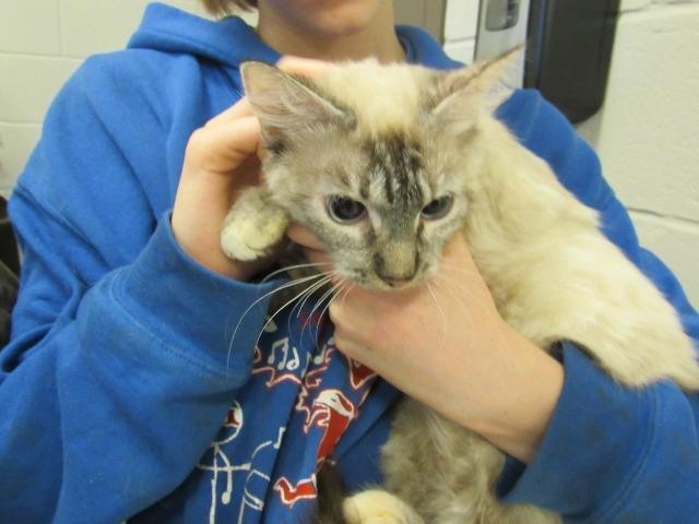 Adopt LAYLA a Siamese / Mixed (short coat) cat in Rome, GA (24288438)