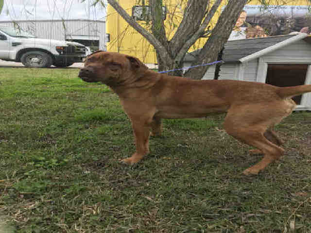 Adopt A019119 a Staffordshire Bull Terrier, Mixed Breed