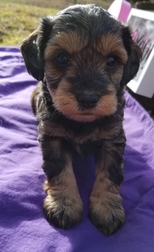 Schnoodle (Miniature) PUPPY FOR SALE ADN-63219 - CKC Male Schnoodles