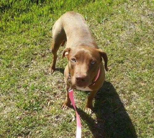 Adopt Nestlee a Hound (Unknown Type) / Mixed dog in Sebring, FL (19876749)