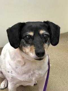 Adopt Lucy a White Mixed Breed (Medium) / Mixed dog in Oshkosh, WI (24683485)