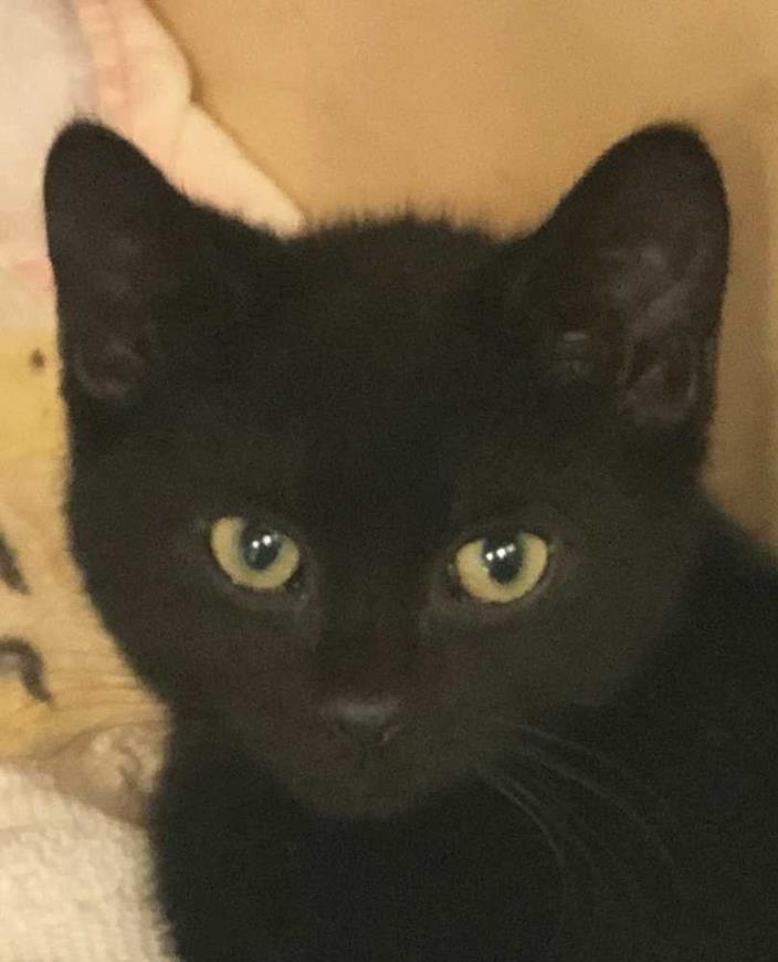 Adopt Sam a All Black Domestic Shorthair cat in Hamburg, NY (24121666)