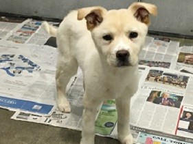 Adopt 'MI' a White Jindo / Shiba Inu / Mixed dog in Agoura Hills, CA (24666962)