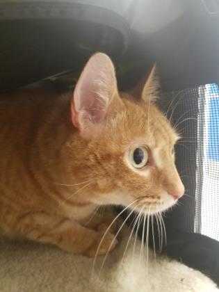Adopt Eevee a Orange or Red Domestic Shorthair / Domestic Shorthair / Mixed cat