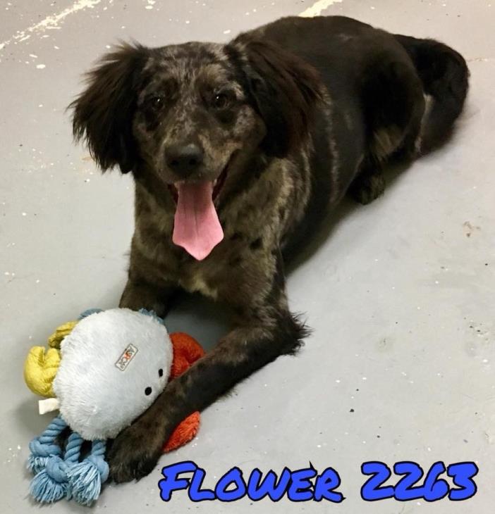 Adopt Flower-URGENT a Merle Australian Shepherd / Mixed dog in Allen town