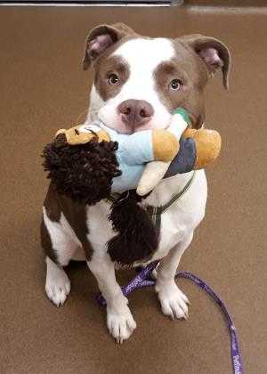 Adopt Zeke a Brown/Chocolate Mixed Breed (Large) / Mixed dog in Wichita