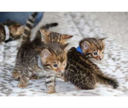 Bengal Kittens - TICA, CFA, TIBCS Registered Cattery - KITTENS BORN 10-15-18