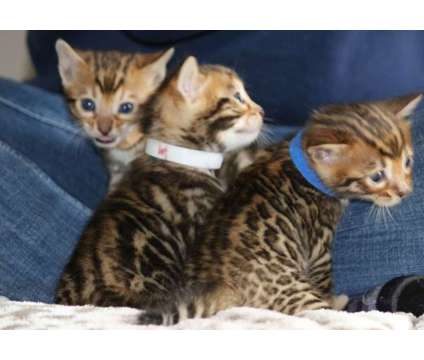 Bengal Kittens - TICA, CFA, TIBCS Registered Cattery - KITTENS BORN 10-15-18