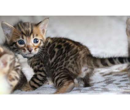 Bengal Kittens - TICA, CFA, TIBCS Registered Cattery - KITTENS BORN 10-15-18