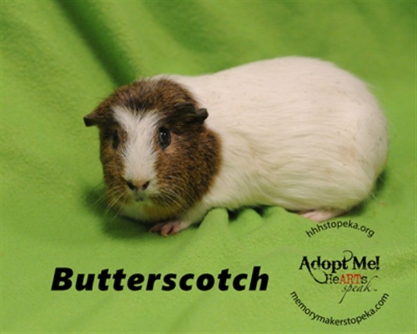 Adopt Butterscotch a Guinea Pig small animal in Topeka, KS (24687378)