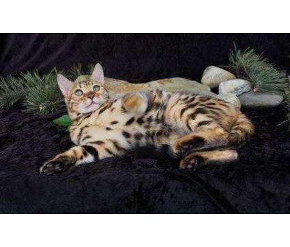 TICA & CFA Registered Bengals