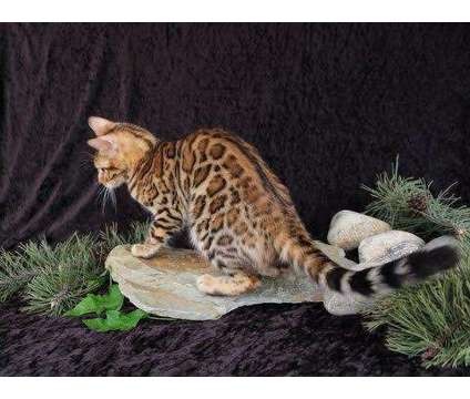 TICA & CFA Registered Bengals