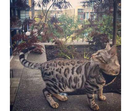 TICA & CFA Registered Bengals