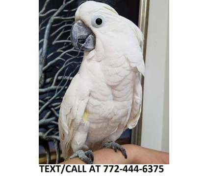 Adorable and friendly Umbrella cockatoo birds