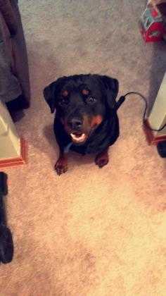 Adopt King a Black Rottweiler / Mixed dog in Clay Center, KS (24684815)
