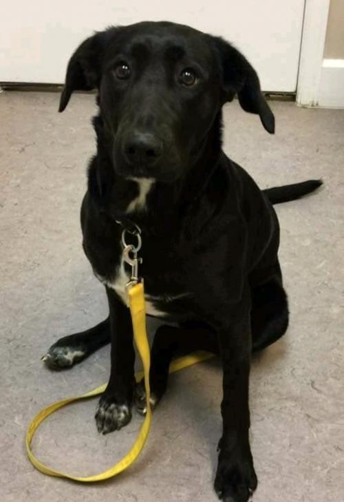 Adopt Ebby a Black - with White Labrador Retriever / Mixed dog in Thomasville