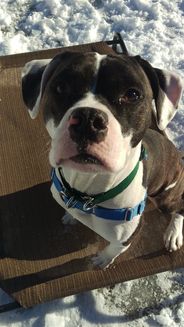 Adopt Max a American Pit Bull Terrier / Boxer / Mixed dog in Concord