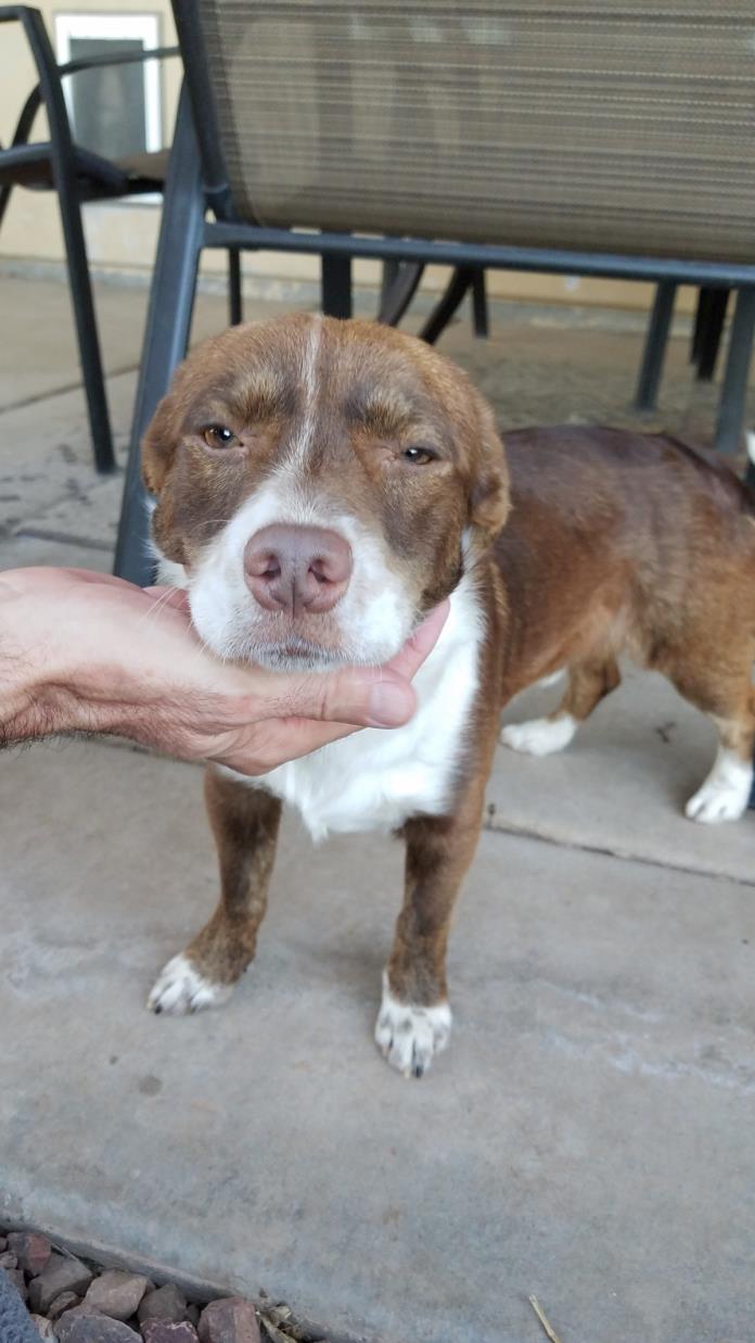 Adopt Waylon a Red/Golden/Orange/Chestnut - with White Corgi / Mixed dog in