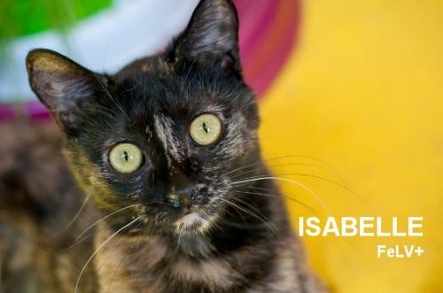Adopt Isabelle a Tortoiseshell Domestic Shorthair / Mixed (short coat) cat in