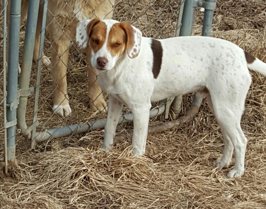 Adopt Marley a White - with Brown or Chocolate Beagle / Great Dane / Mixed dog