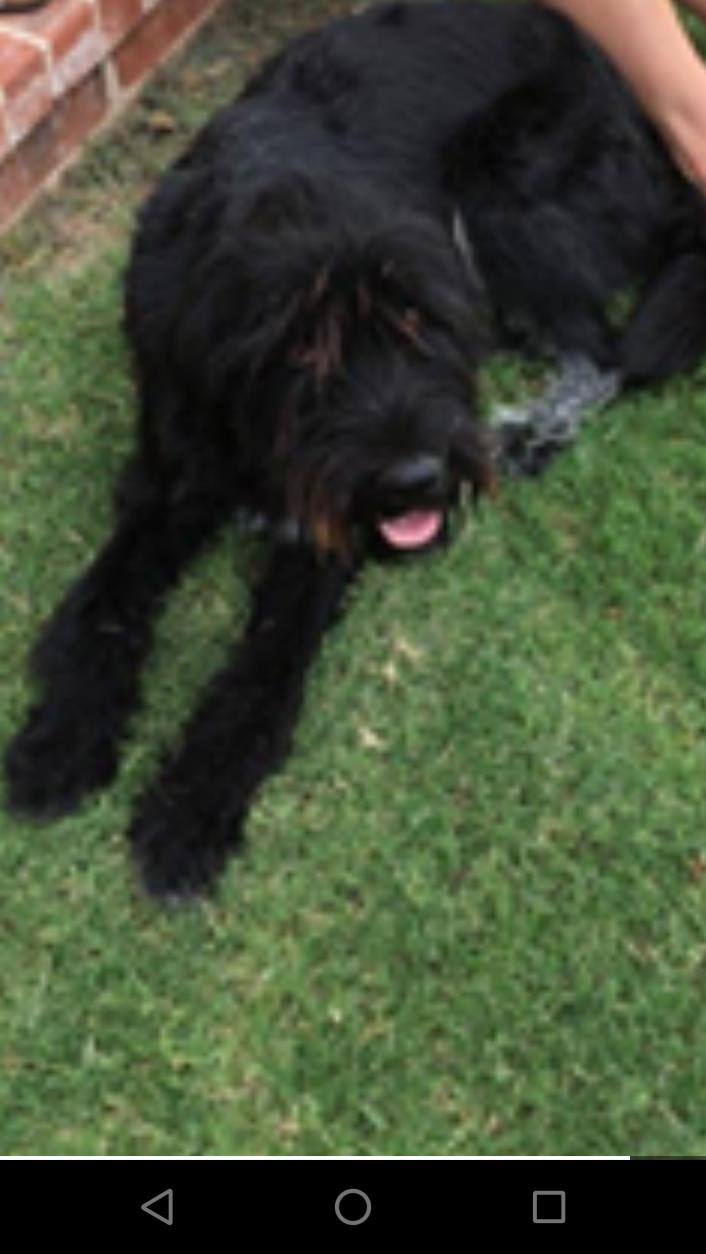 Adopt Blue a Wirehaired Pointing Griffon