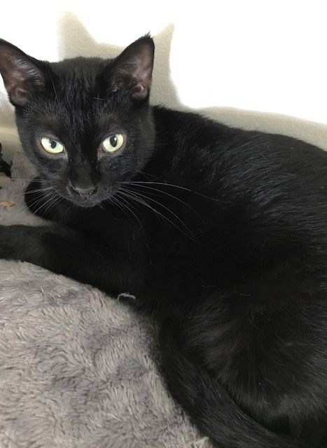 Adopt Cubby a All Black Domestic Shorthair (short coat) cat in Jacksonville