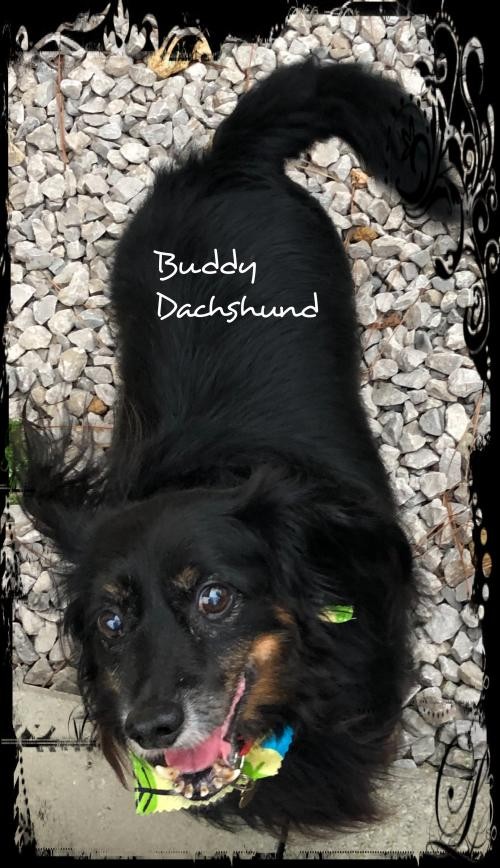 Adopt Buddy/dachshund a Black Dachshund / Mixed dog in Columbia, TN (24675702)