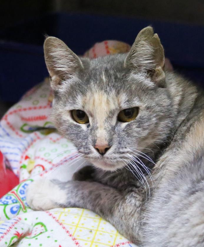 Adopt Wendy a Dilute Tortoiseshell, Domestic Short Hair