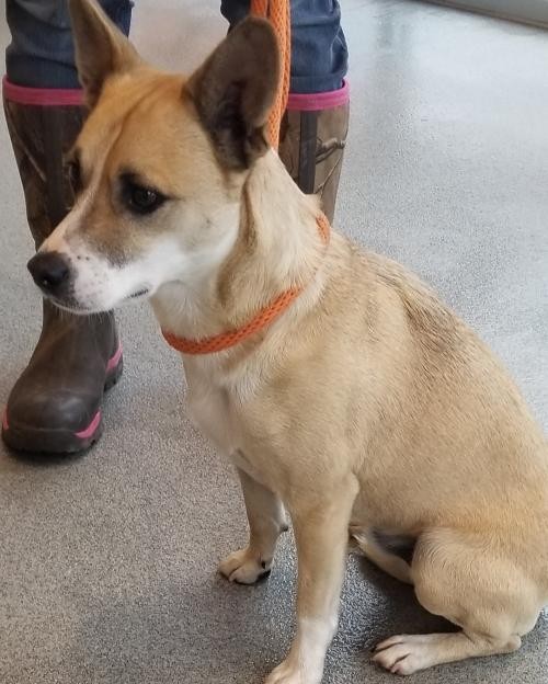Adopt Oakley a Tan/Yellow/Fawn - with White Rat Terrier / Mixed dog in