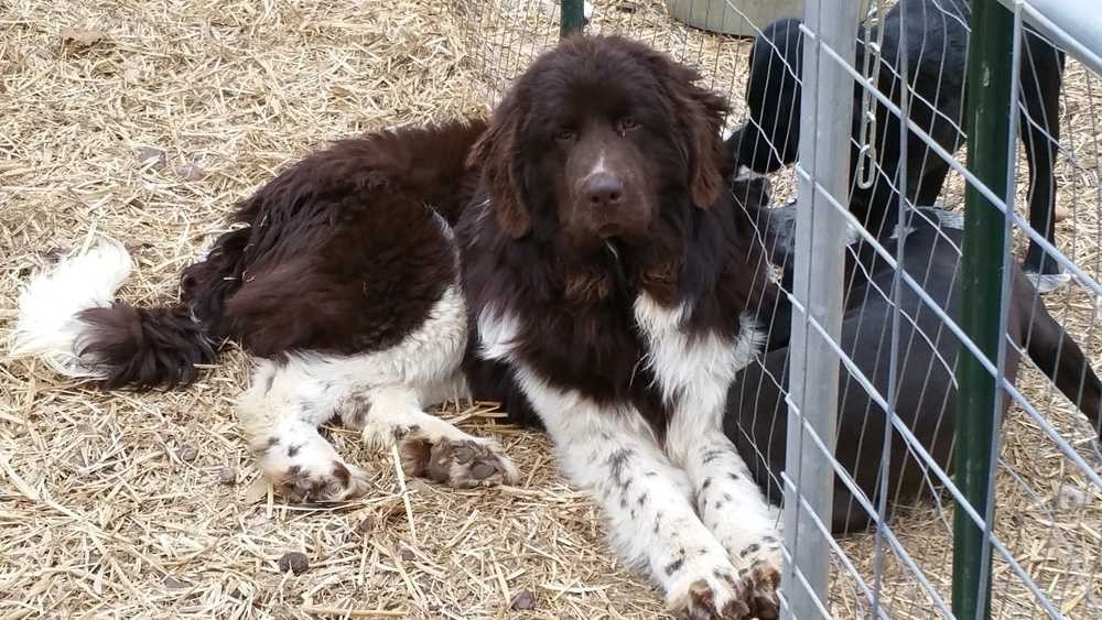 Adopt Shiloh a Brown/Chocolate - with White Newfoundland / Mixed dog in Nashua