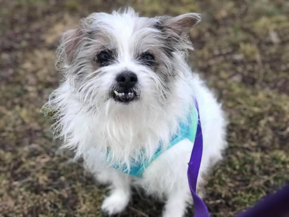 Adopt Gina a White - with Gray or Silver Shih Tzu / Jack Russell Terrier / Mixed