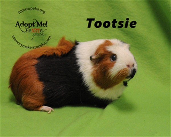 Adopt Tootsie a Guinea Pig small animal in Topeka, KS (24687377)