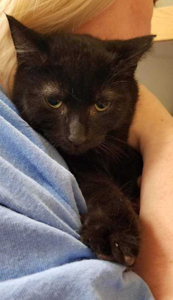 Adopt Reggie a All Black Domestic Shorthair cat in Hamburg, NY (24165687)