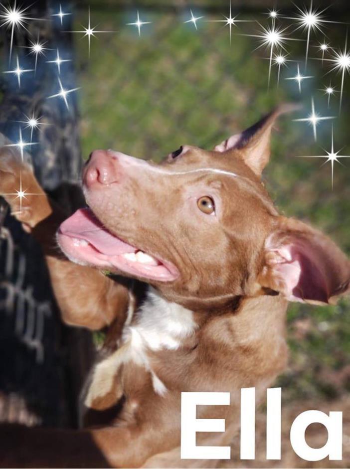 Adopt Ella a Brown/Chocolate - with White American Staffordshire Terrier /
