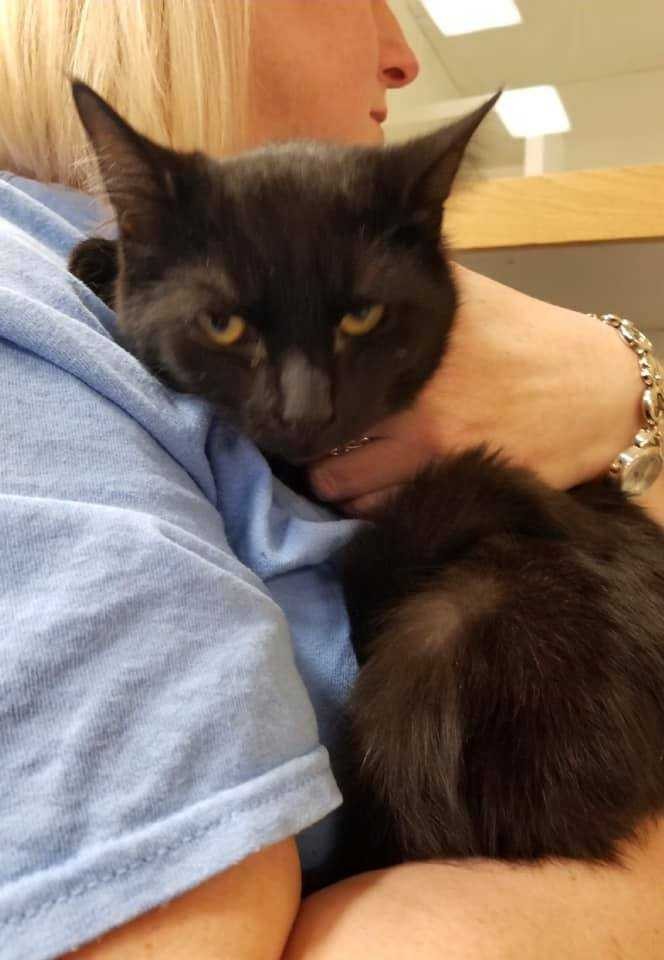 Adopt Louie a All Black Domestic Shorthair cat in Hamburg, NY (24165688)
