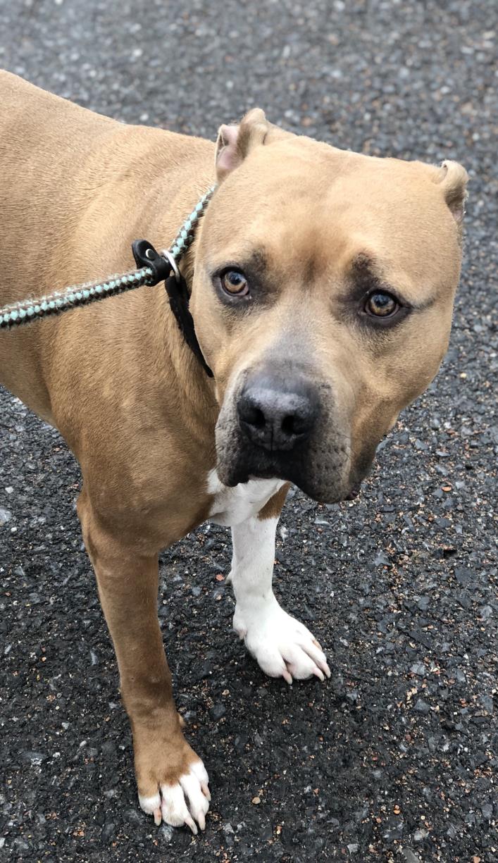 Adopt Toby a Tan/Yellow/Fawn - with White Pit Bull Terrier / Boxer / Mixed dog