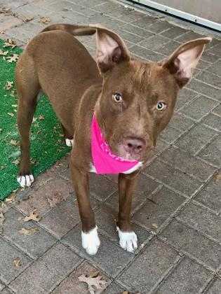 Adopt 37586982 a Brown/Chocolate American Pit Bull Terrier / Mixed dog in